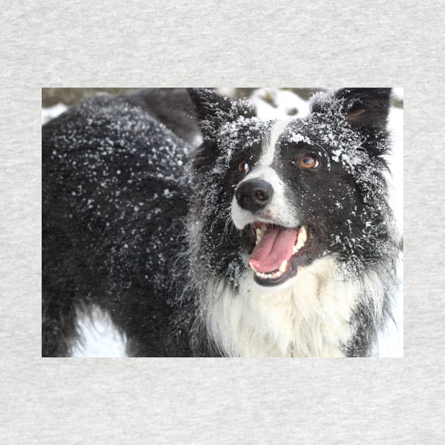 Border Collie in the Snow by Furtographic